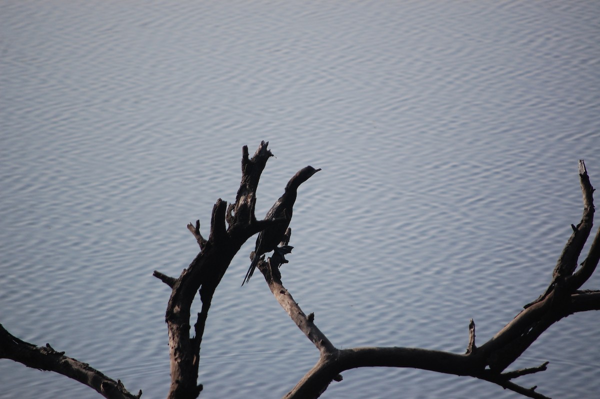 Kara Küçük Karabatak - ML646968936