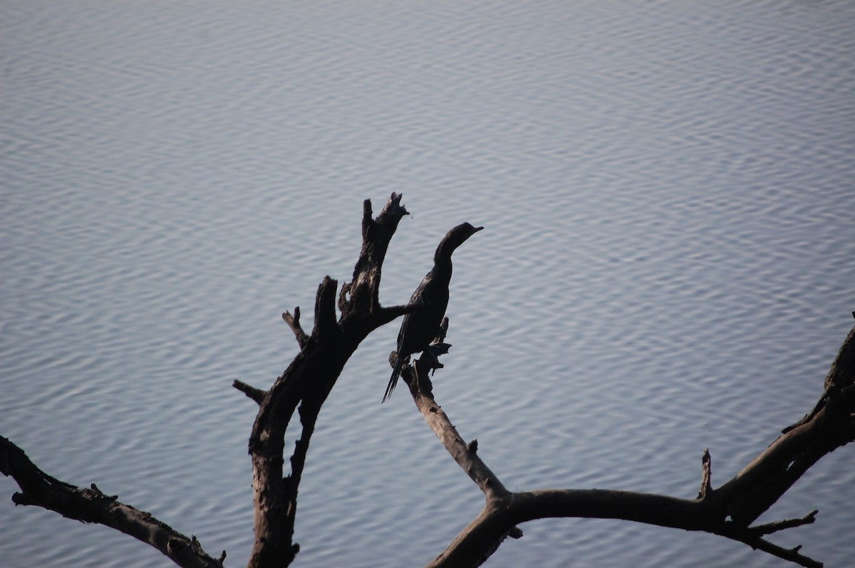 Kara Küçük Karabatak - ML646968937