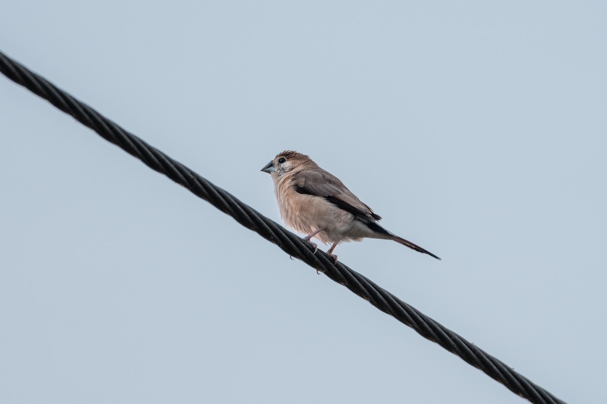 Hint Gümüşgagası - ML646968939