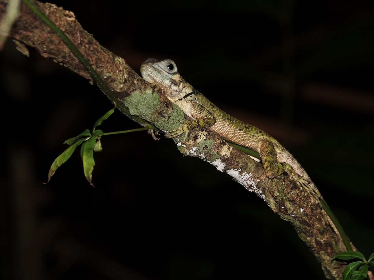 Blue-lipped Tree Lizard - ML646968940