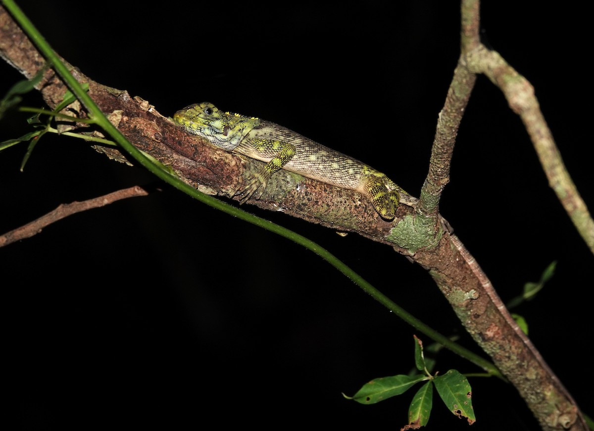 Blue-lipped Tree Lizard - ML646968941