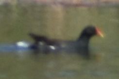 Sutavuğu - ML646968944