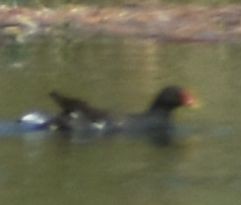 Sutavuğu - ML646968945