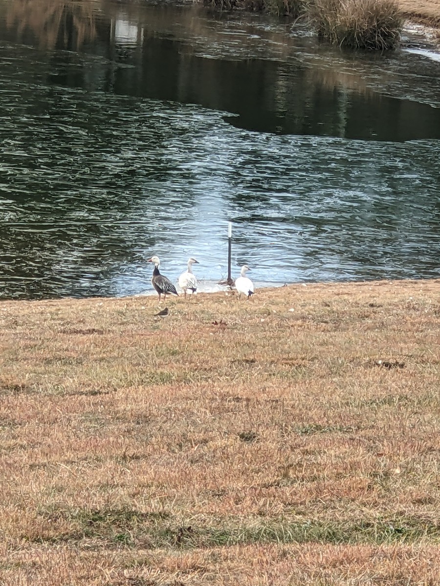 Kar Kazı - ML646968946