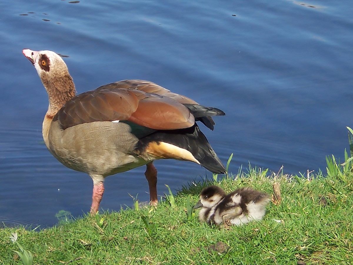 Egyptian Goose - ML646968947
