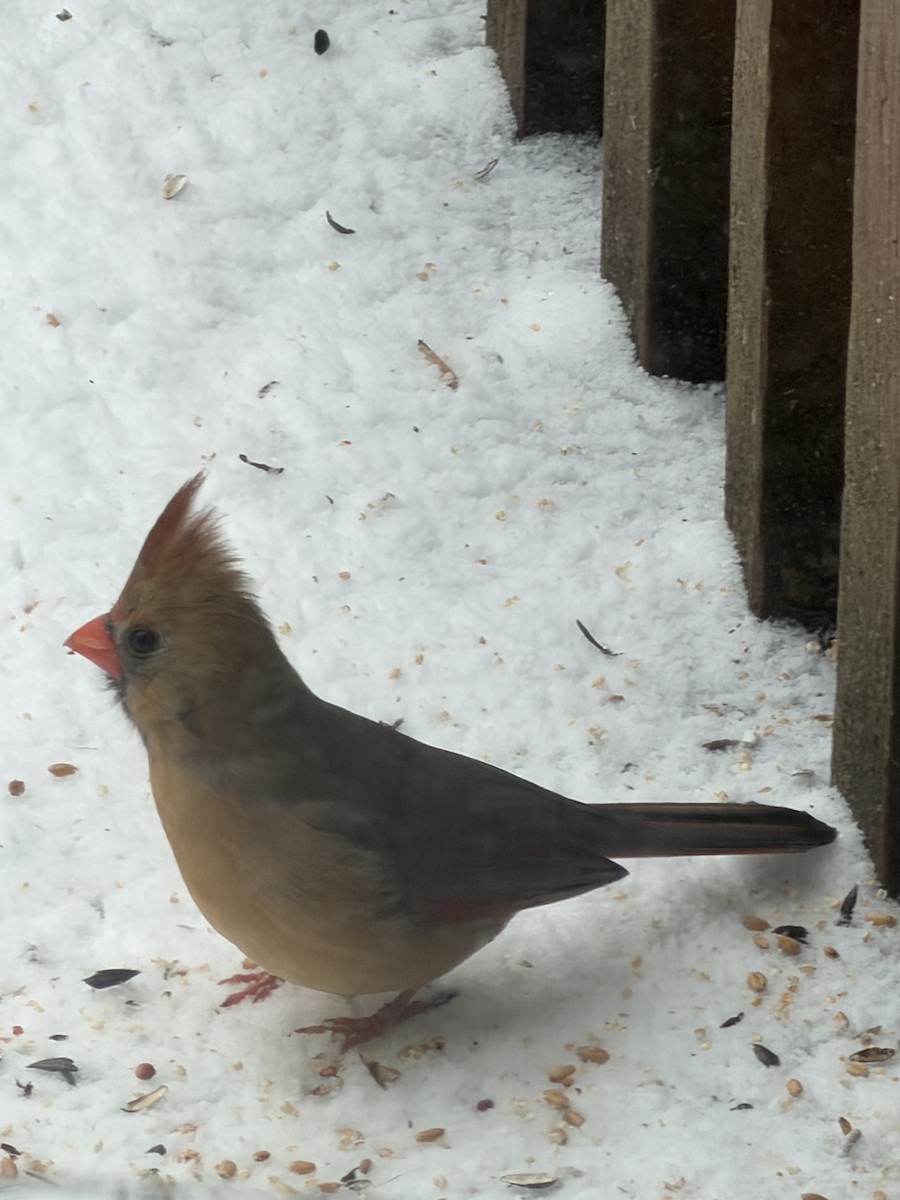 Kırmızı Kardinal - ML646968948