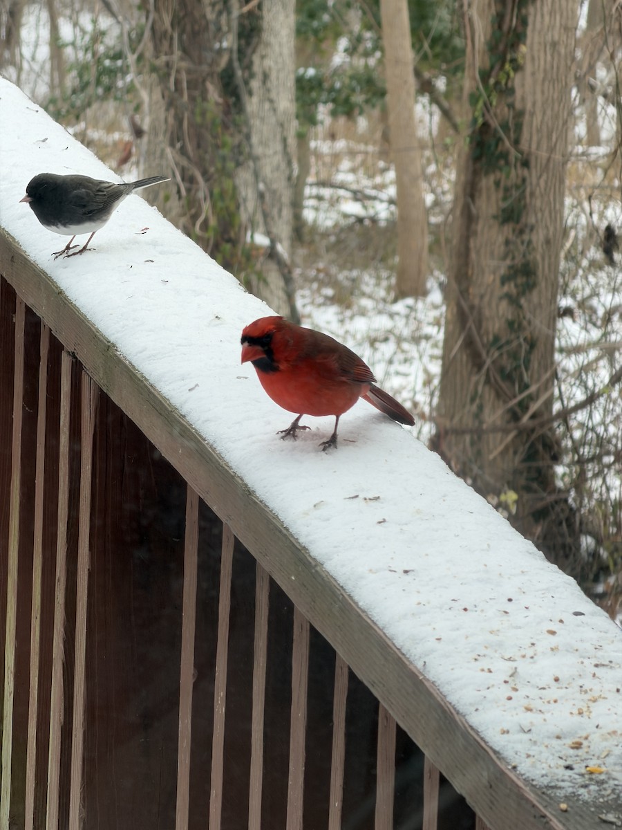 Kırmızı Kardinal - ML646968949