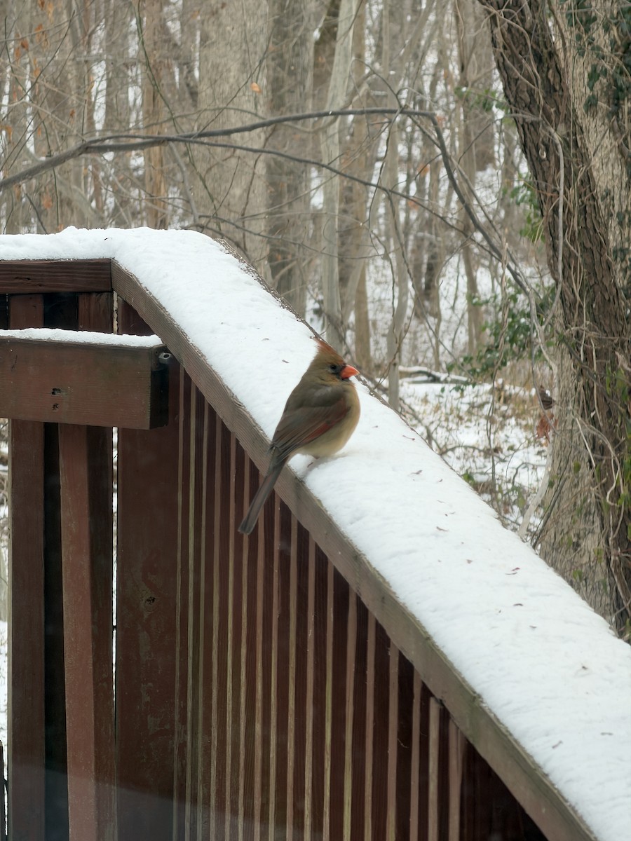 Kırmızı Kardinal - ML646968950