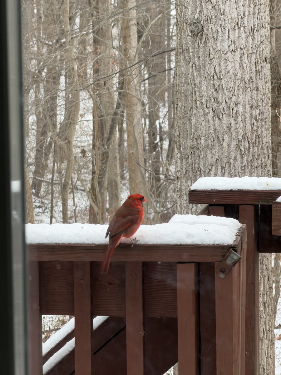 Kırmızı Kardinal - ML646968951