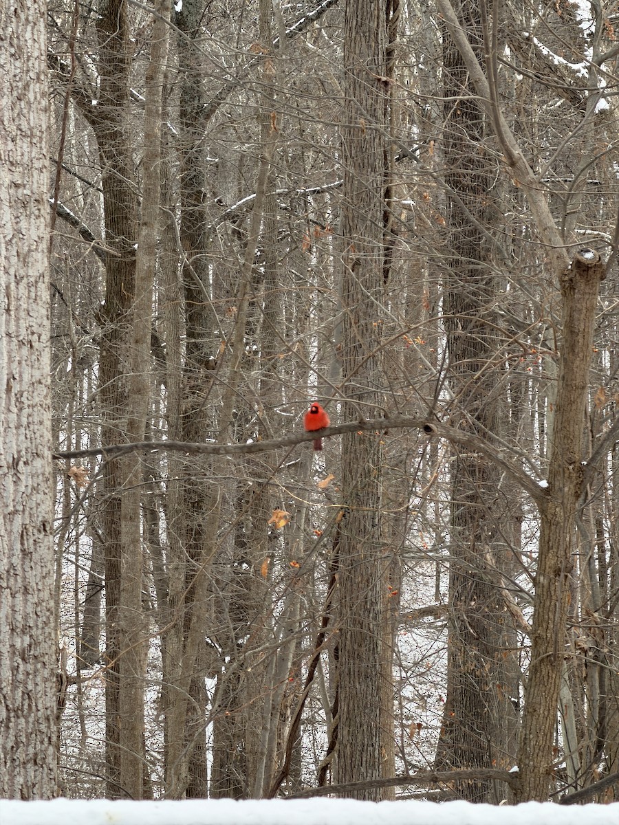 Kırmızı Kardinal - ML646968952