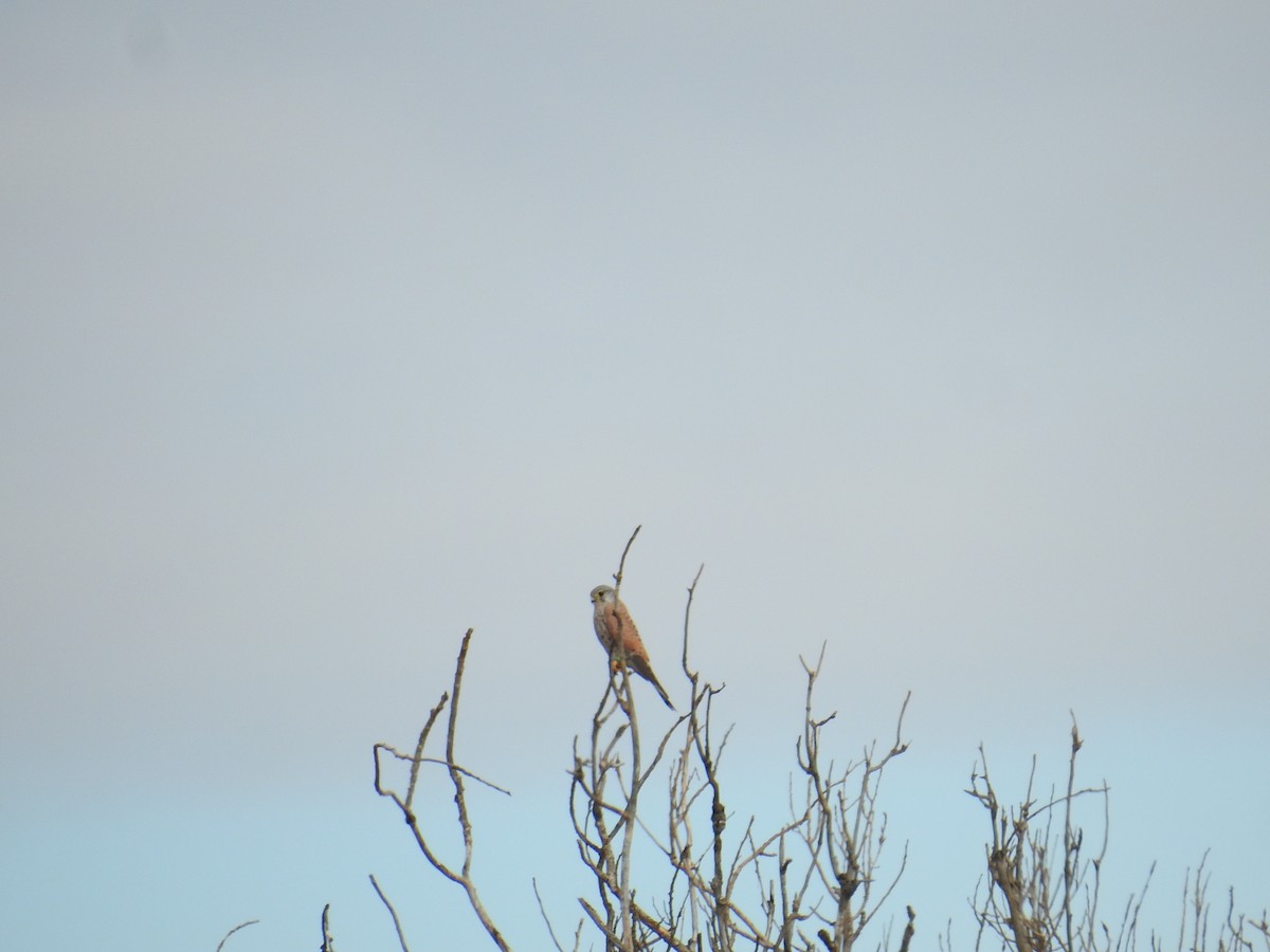 Kerkenez - ML646968953