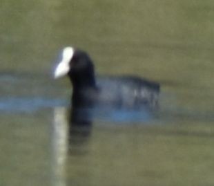 Sakarmeke - ML646968955