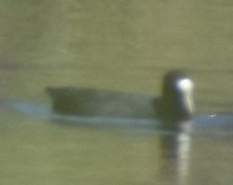 Sakarmeke - ML646968956