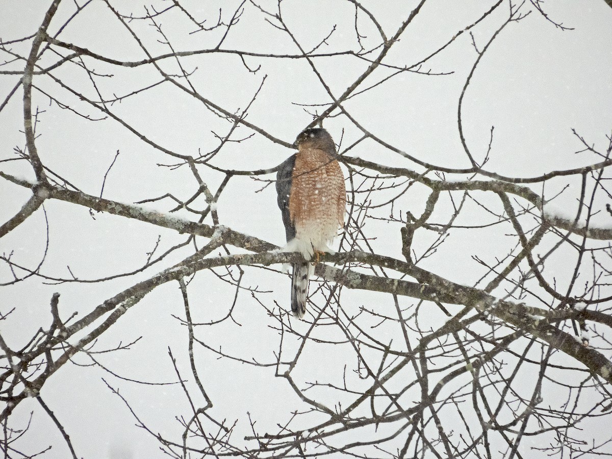 Gavilán de Cooper - ML646968957