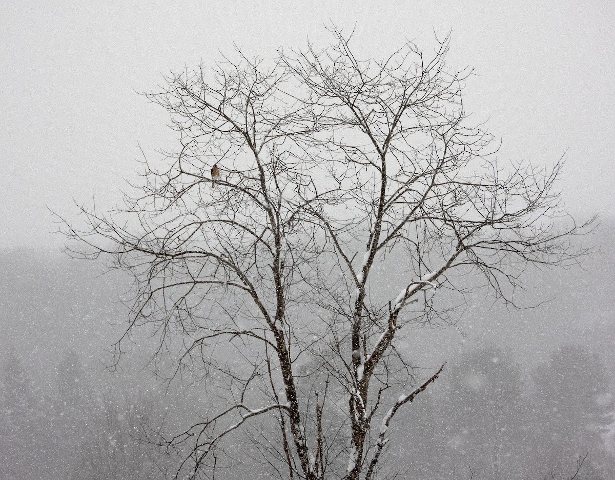 Gavilán de Cooper - ML646968958