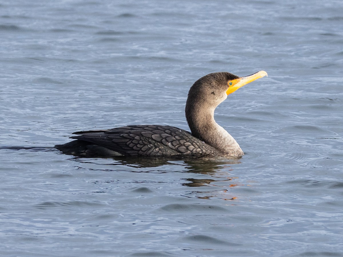 Double-crested Cormorant - ML646968959