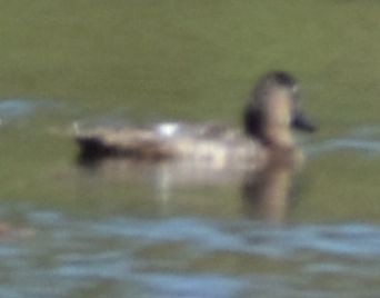 Common Pochard - ML646968960