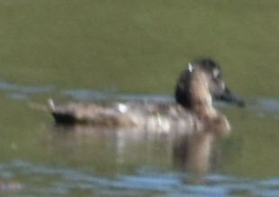 Common Pochard - ML646968961