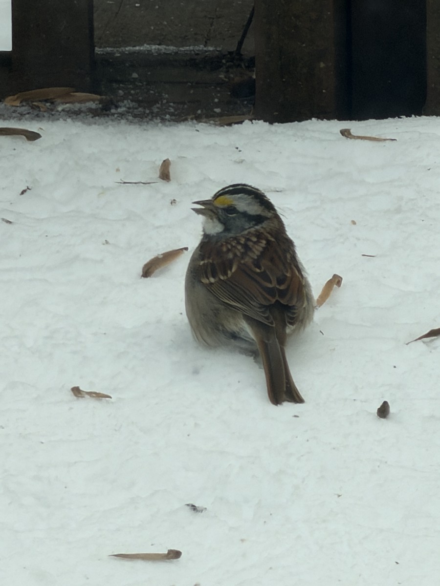 White-throated Sparrow - ML646968963