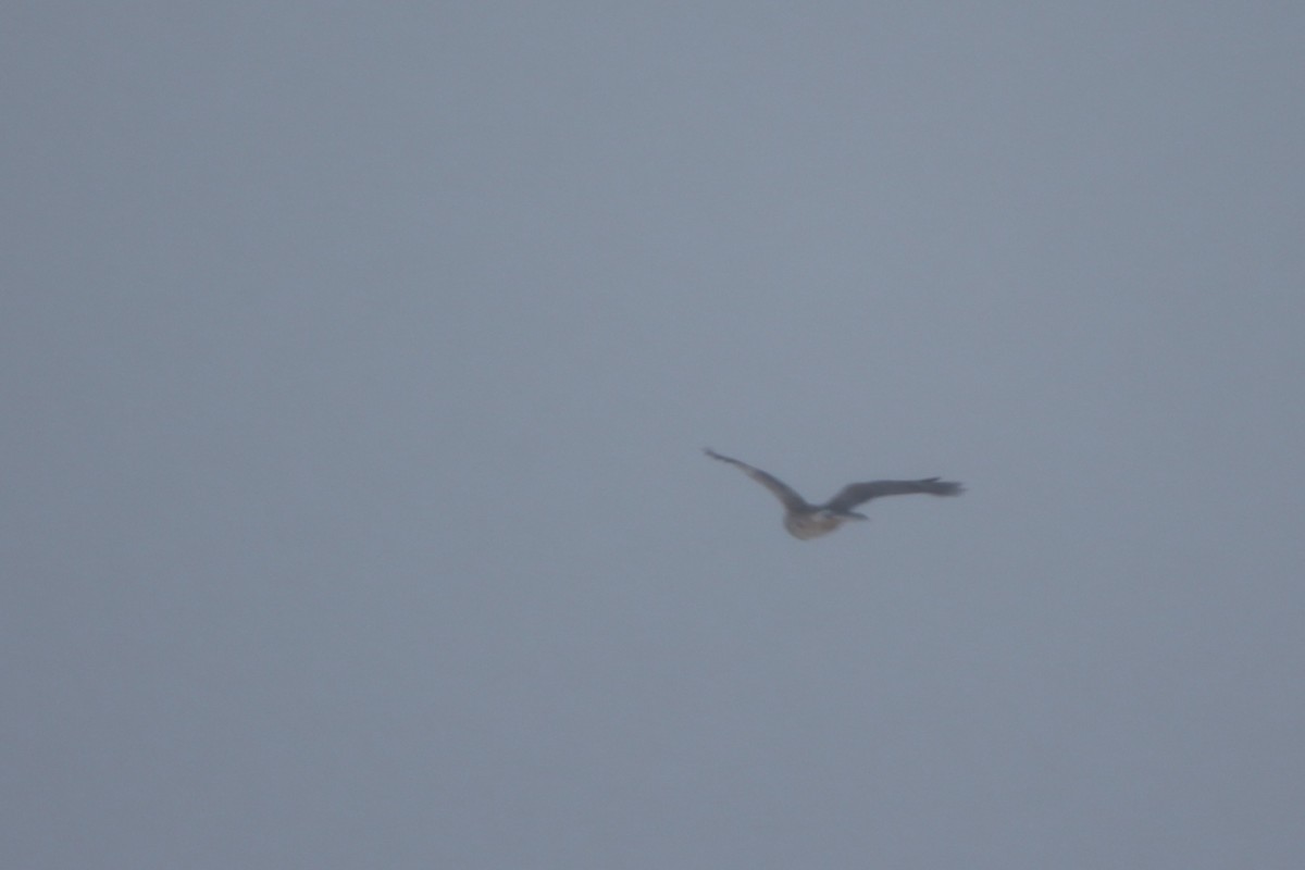 זרון אמריקני - ML646968964