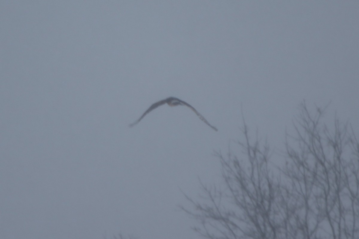 זרון אמריקני - ML646968965