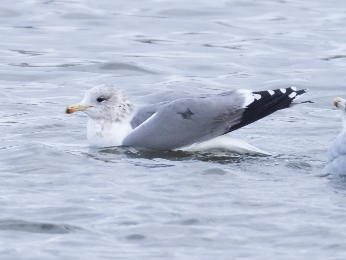 California Gull - ML646968972