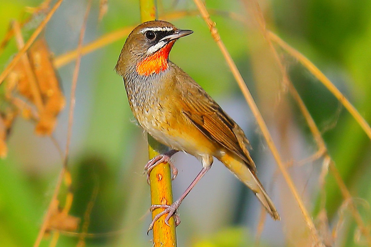 Rubinkehlchen - ML646968984