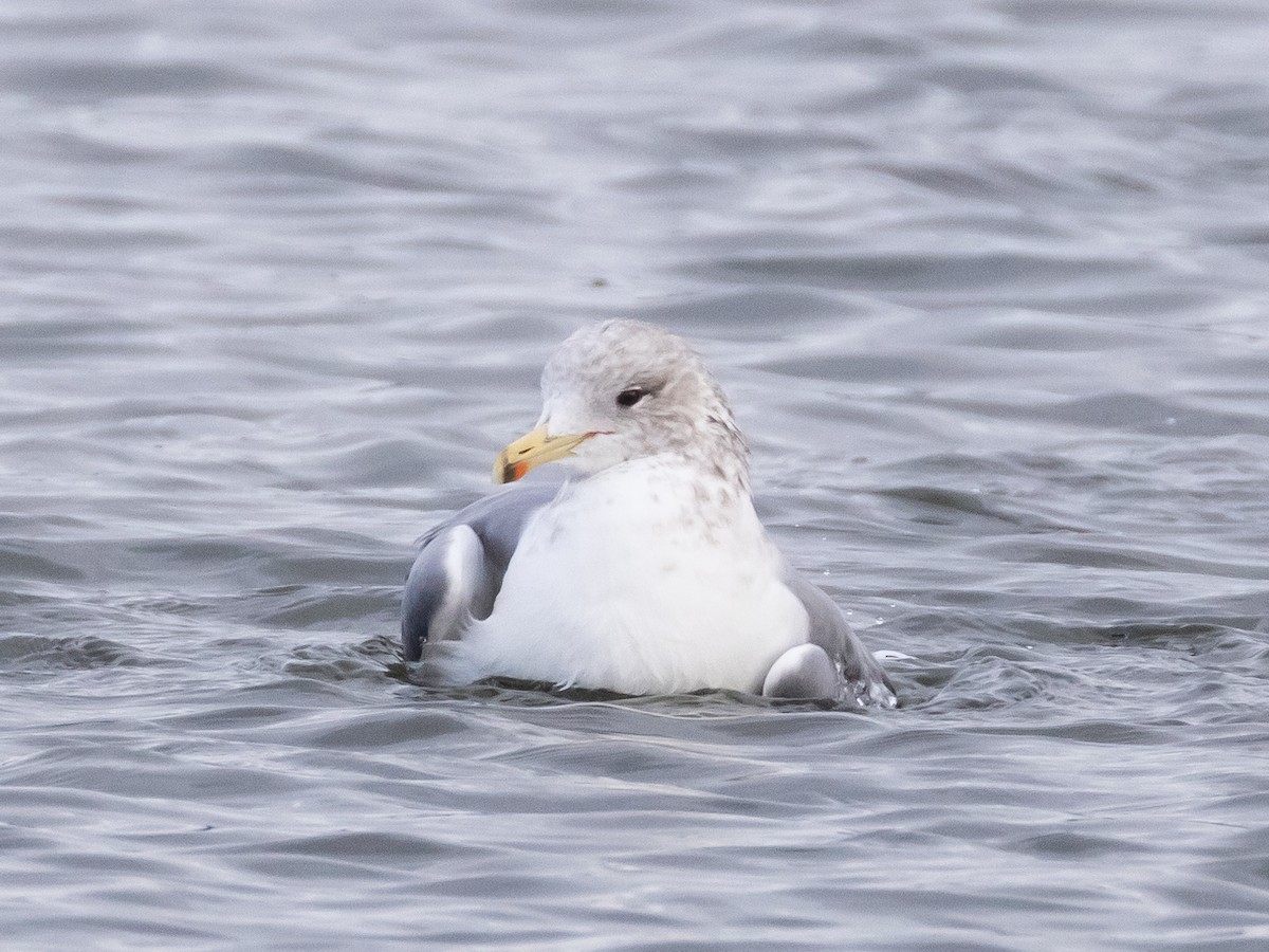 California Gull - ML646968988