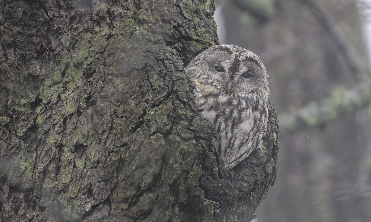 Urubi arrunta - ML646968989