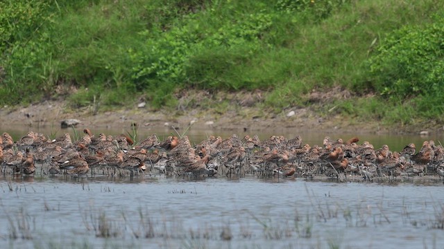 Грицик великий - ML646968993