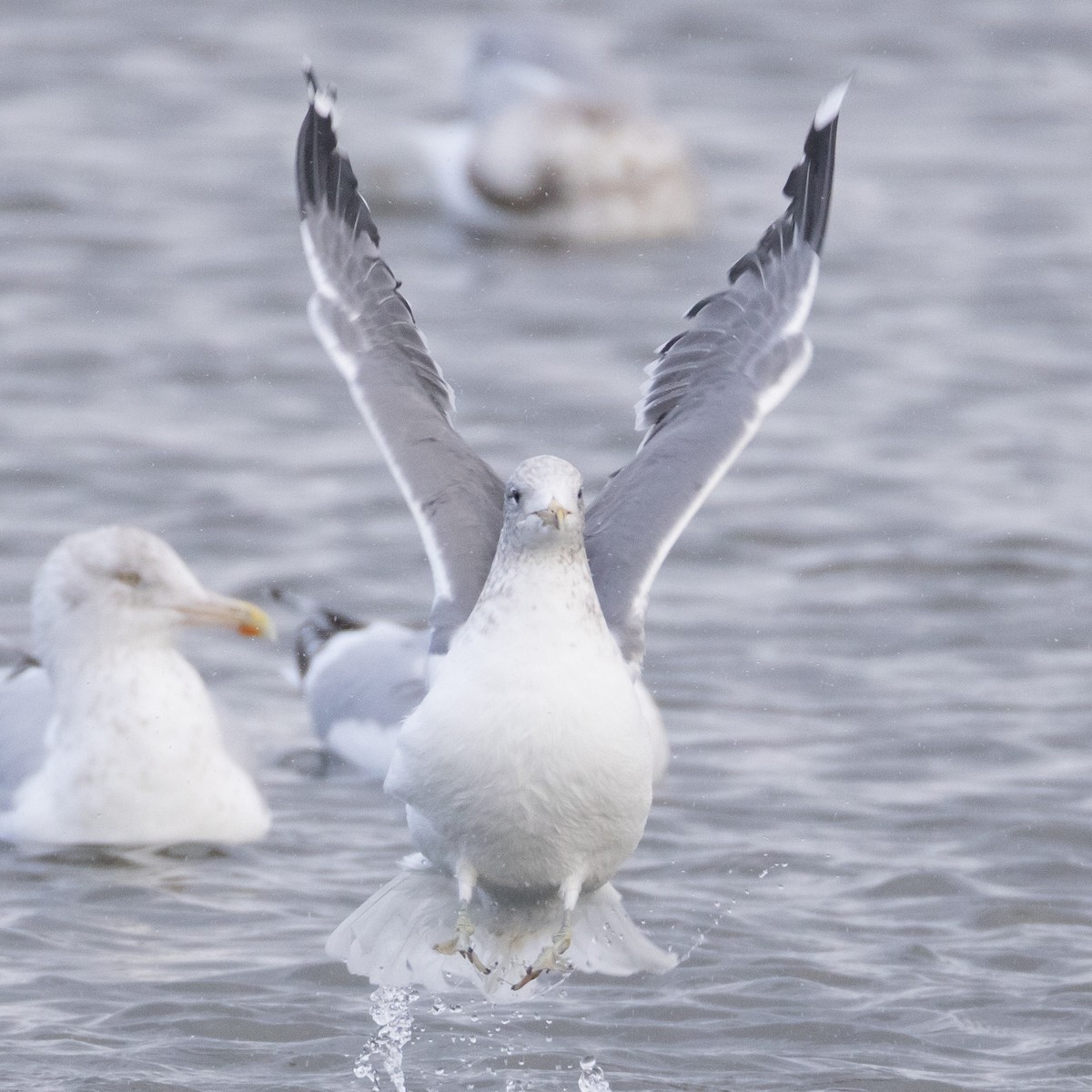 California Gull - ML646968996