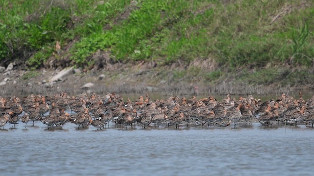 Грицик великий - ML646969000