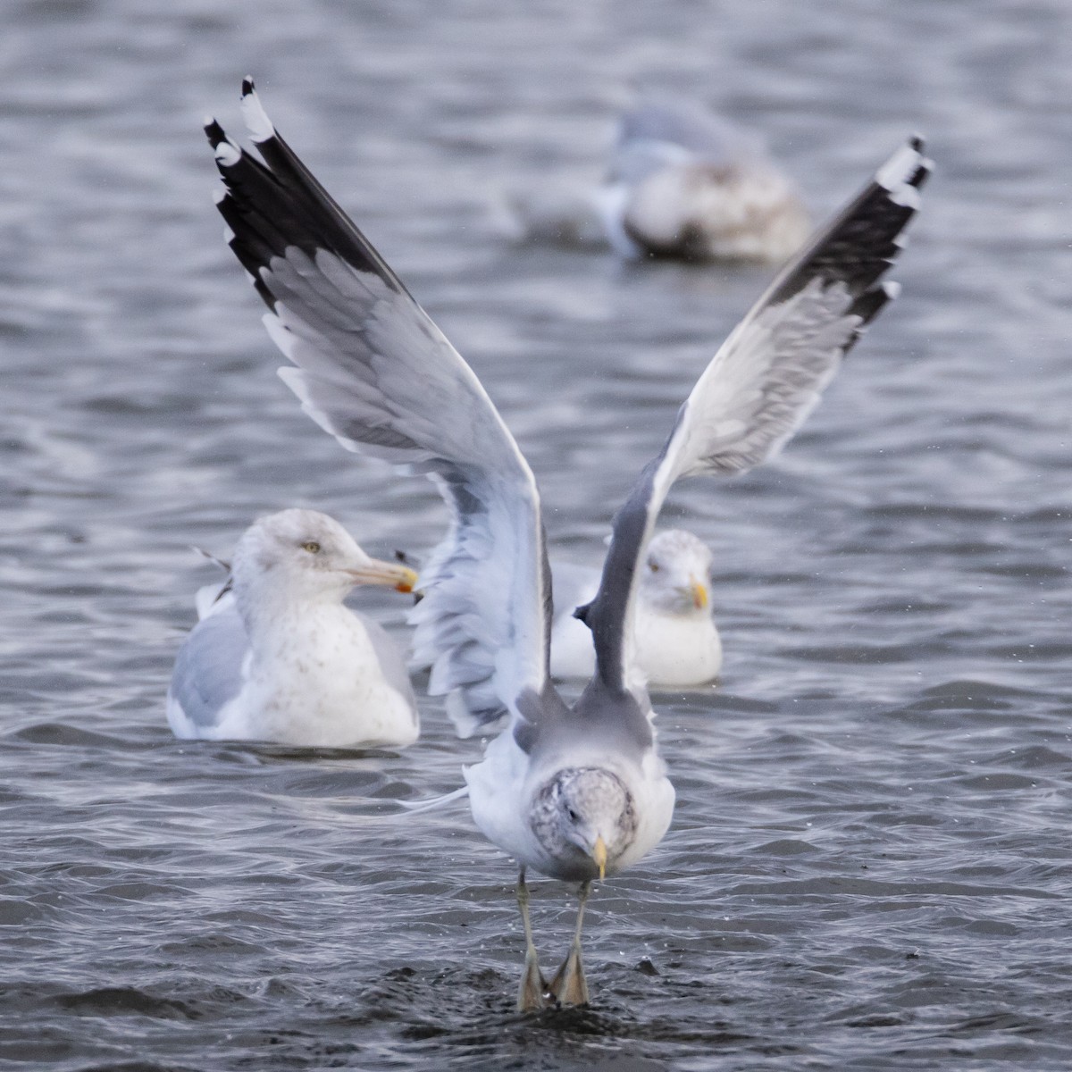 California Gull - ML646969002