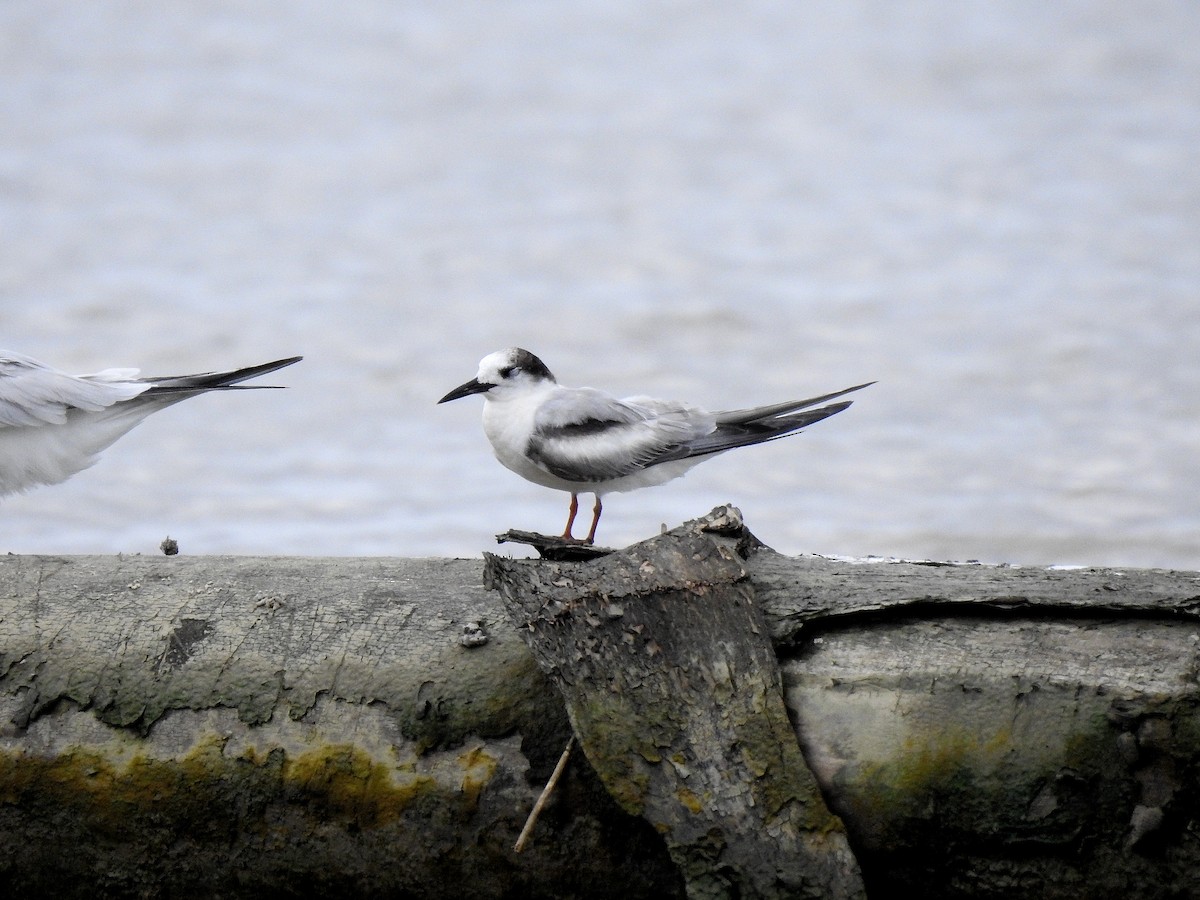 Txenada arrunta - ML646969003