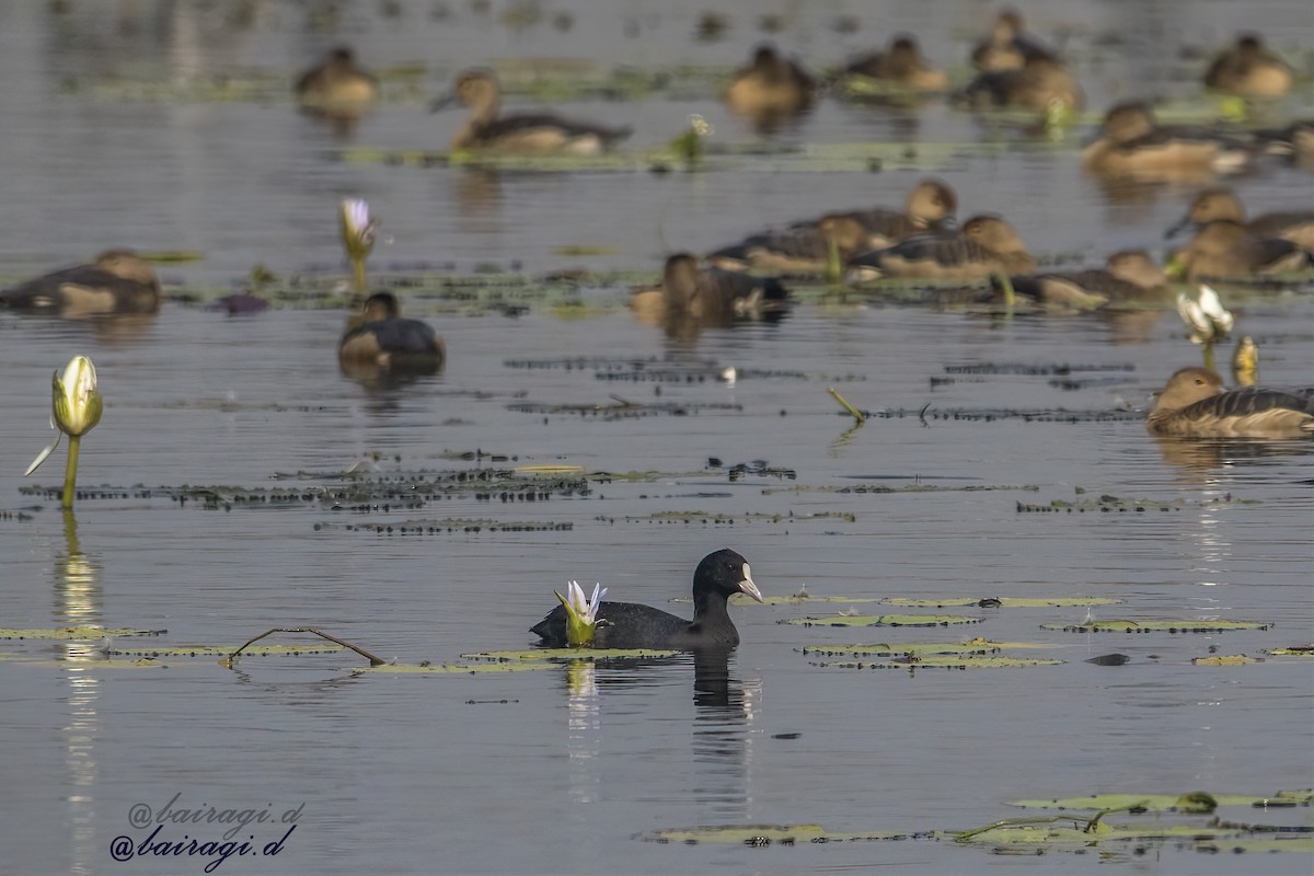 sothøne - ML646969006