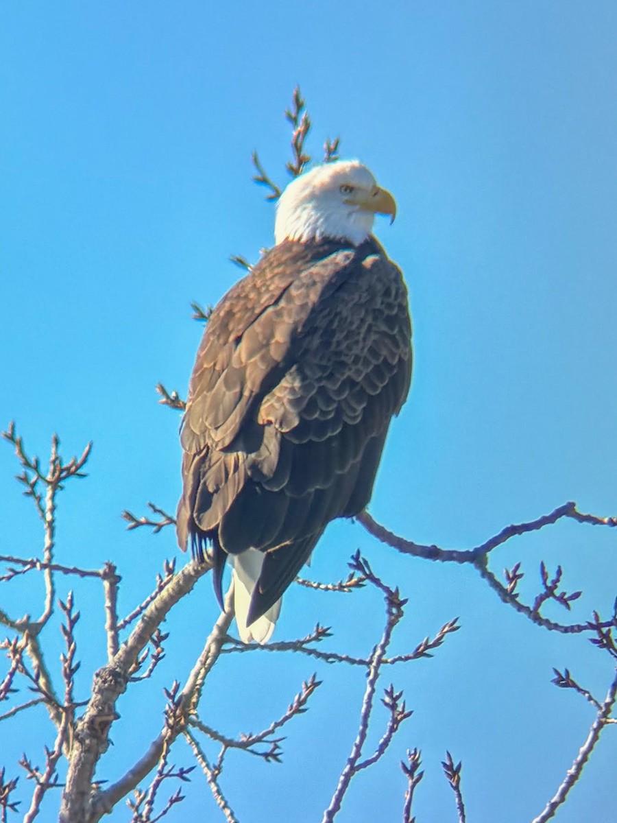 ハクトウワシ - ML646969010