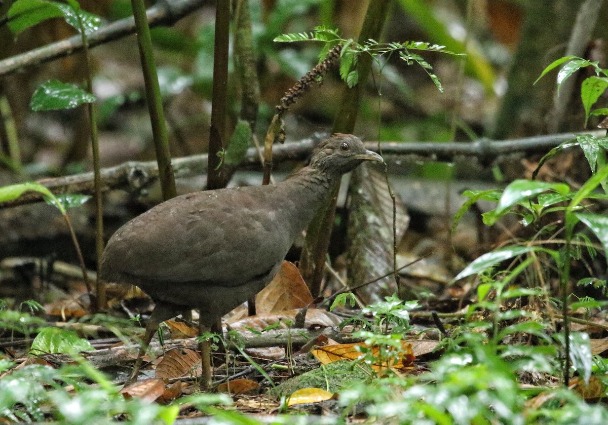 Cinereous Tinamou - ML646969011