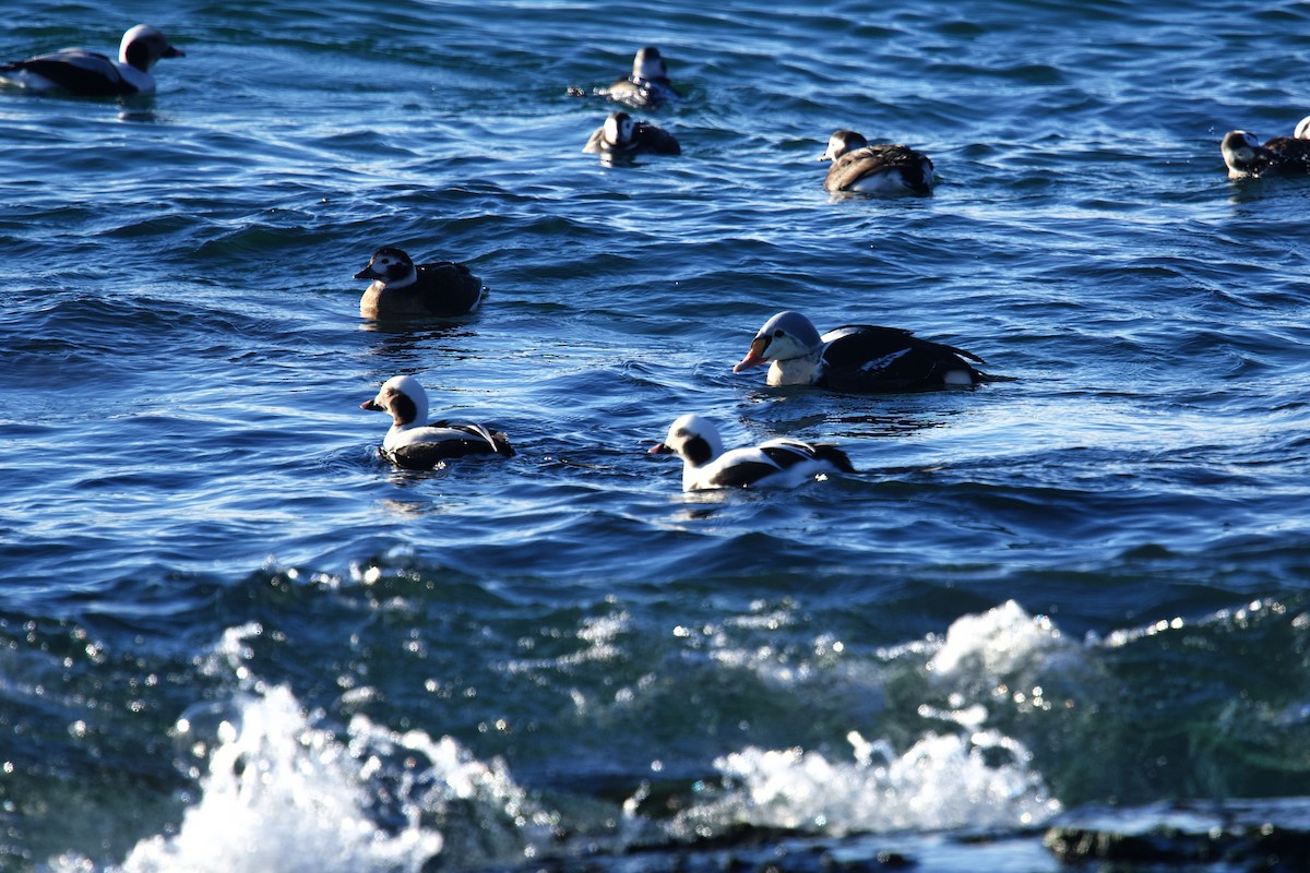 Пухівка горбатодзьоба - ML646969012