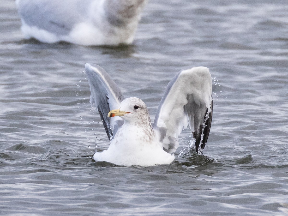 California Gull - ML646969013