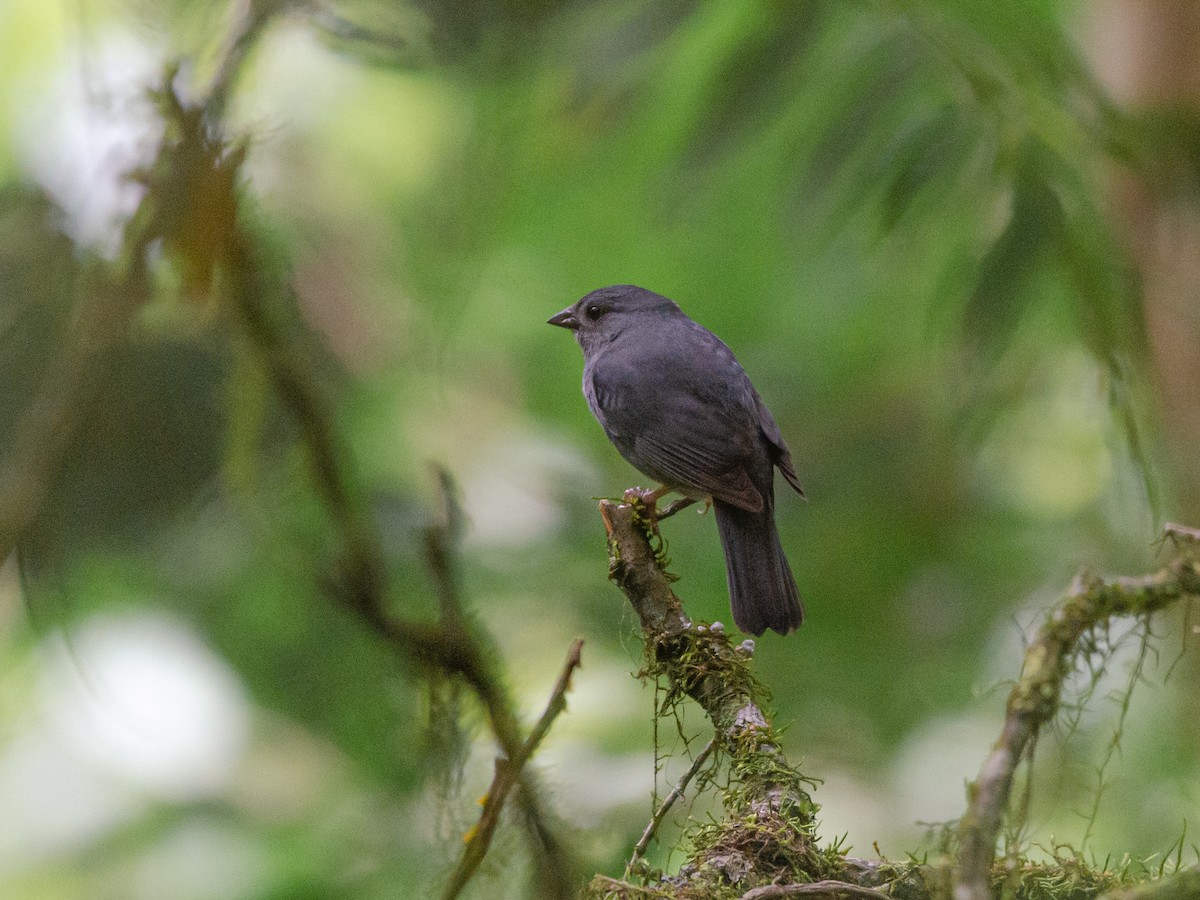 Einfarb-Ammertangare - ML646969021