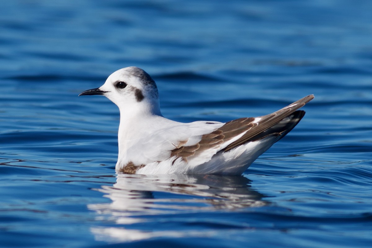 Little Gull - ML646969029