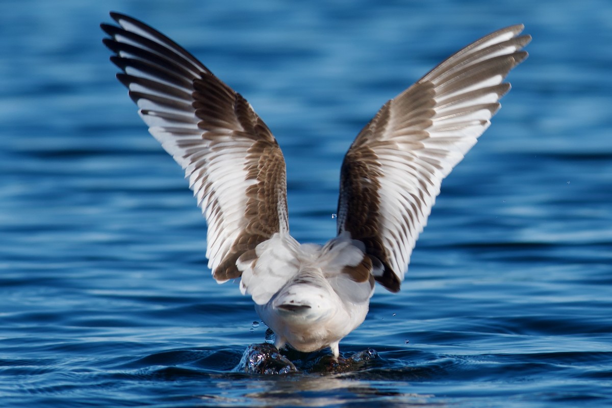 Little Gull - ML646969030