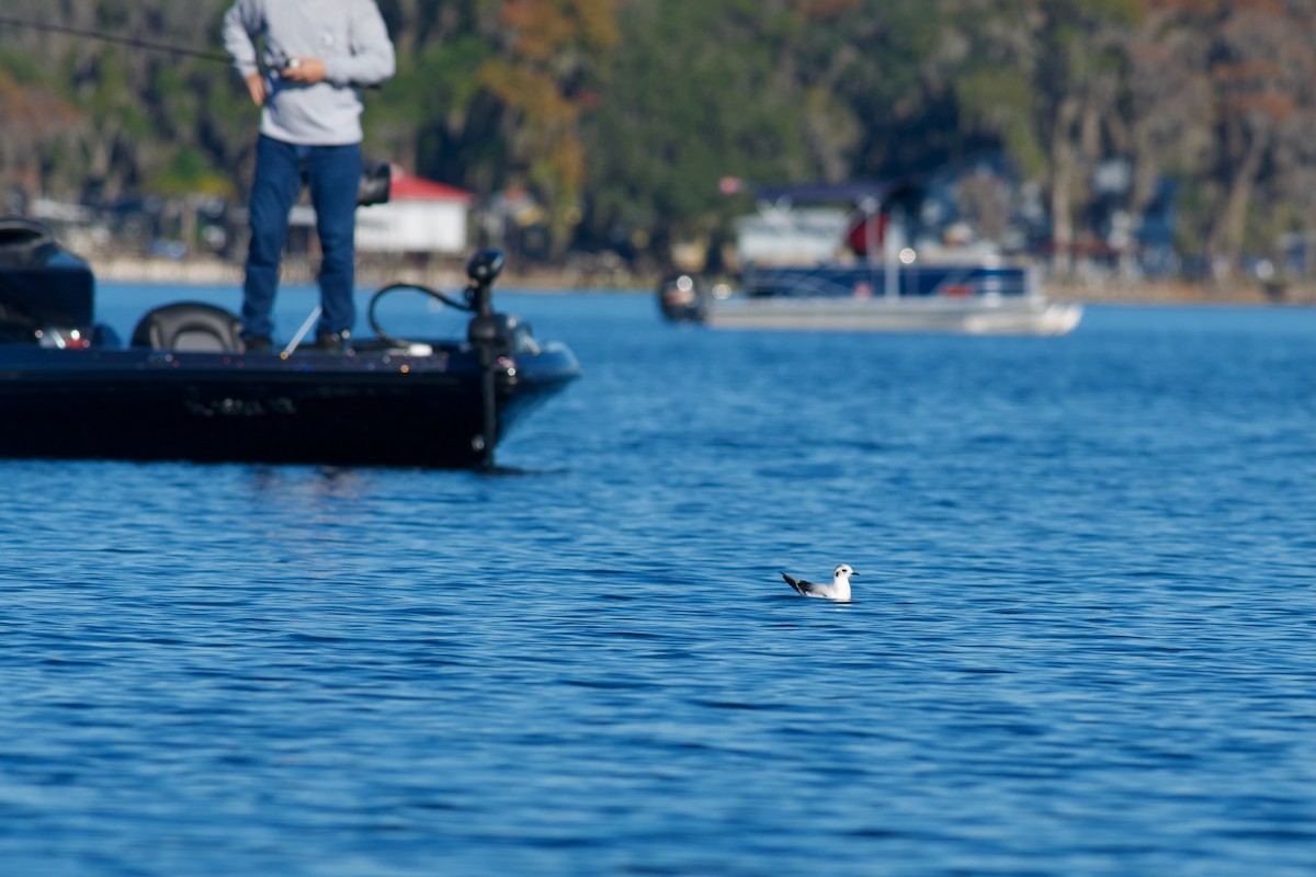 Little Gull - ML646969031