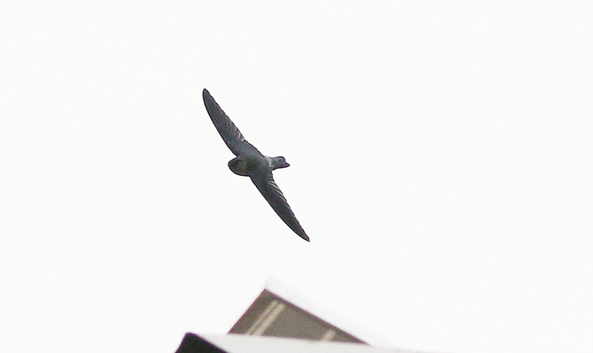 Gray-rumped Swiftlet - ML646969039