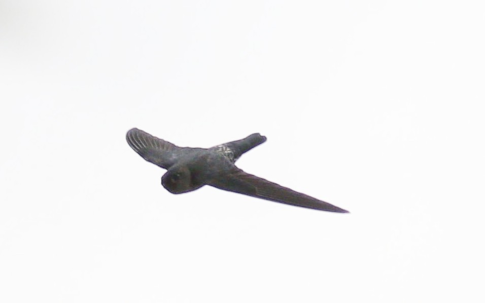 Gray-rumped Swiftlet - ML646969040