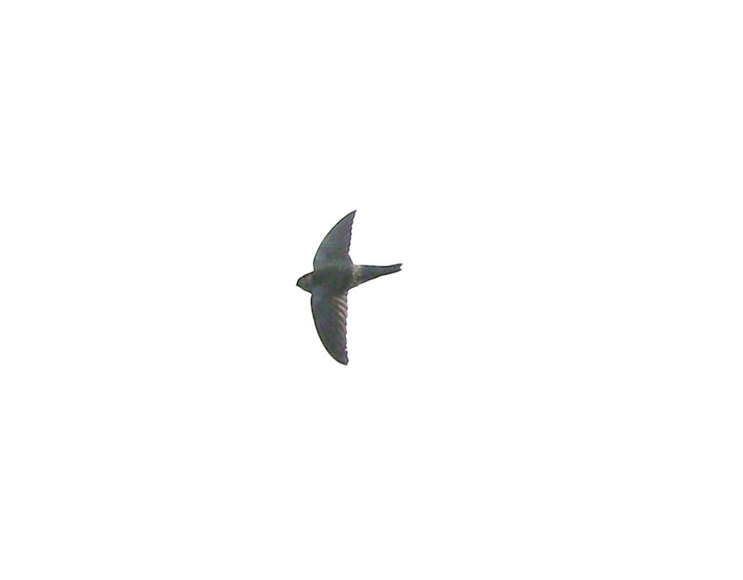 Gray-rumped Swiftlet - ML646969041