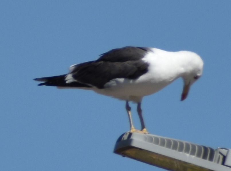 Lesser Black-backed Gull - ML646969046