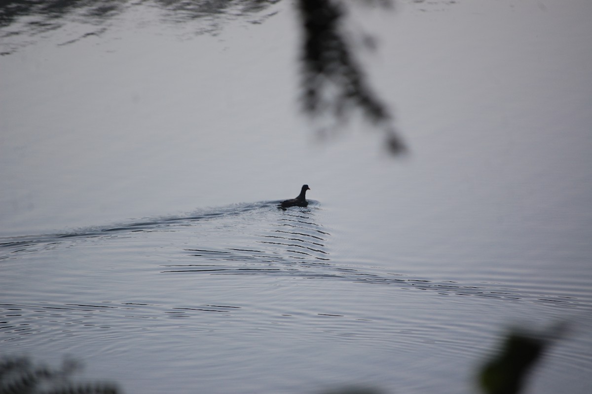 Sutavuğu - ML646969058