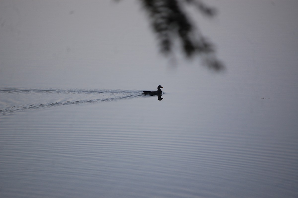 Sutavuğu - ML646969059