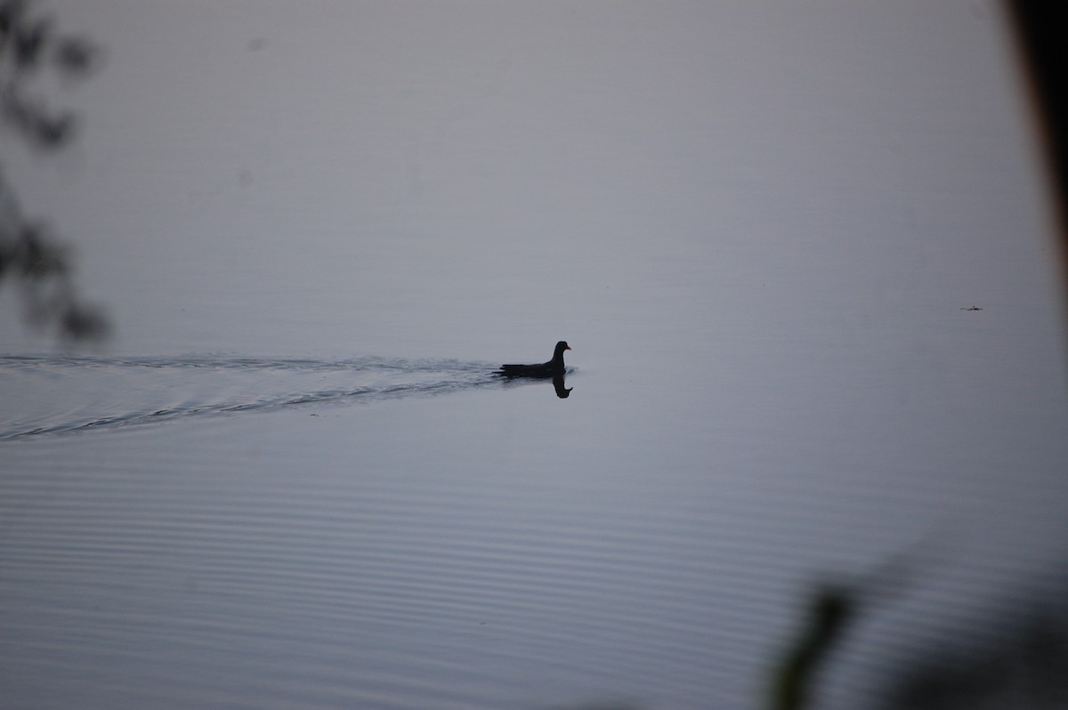 Sutavuğu - ML646969060